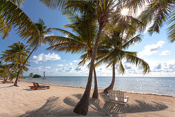 Strand mit Palmen im The Moorings Village Resort, Islamorada, Florida Keys, Florida, USA