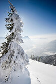 Schneebedeckte Tannen am Wank mit Zugspitze im Hintergrund, Garmisch-Partenkirchen, Bayern, Deutschland