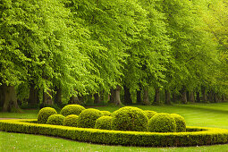 Alley of lime trees, Ploen castle gardens, Holsteinische Schweiz, Schleswig-Holstein, Germany