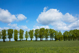 Alley of lime trees, Holsteinische Schweiz, Schleswig-Holstein, Germany