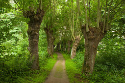 Alley of ash trees, Leinebergland, Lower Saxony, Germany