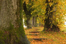 Alley of lime trees, Holzkirchen, Bavaria, Germany