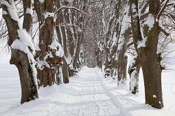 Lindenallee, Kurfürsten-Allee, Marktoberdorf, Allgäu, Bayern, Deutschland