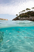 Shoal of fish at Cala S' Amonia, south east coast, Mallorca, Balearic Islands, Spain