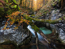 Overturned beech tree on limestone rocks of the deep mountain stream Suha in the Triglav National Park, Gorenjska, Slovenia
