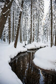 Snow covered trees and small stream, Bernau, Black Forest, Baden-Wuerttemberg, Germany