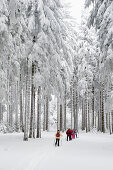 Langläufer am Thurner, Nähe Hinterzarten, Schwarzwald, Baden-Württemberg, Deutschland