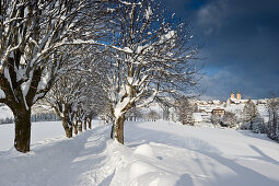 Snow covered trees near St Maergen, Black Forest, Baden-Wuerttemberg, Germany