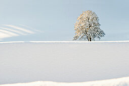 Schneebedeckter Baum bei St Märgen, Schwarzwald, Baden-Württemberg, Deutschland