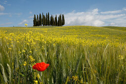 Typical Tuscan landscape with cypress grove, yellow rape field, canola field and poppy, near San Quirico d´Orcia, Val d'Orcia, Orcia valley, UNESCO World Heritage Site, province of Siena, Tuscany, Italy, Europe