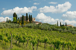 Weinberg und Landhaus bei San Gimignano, Provinz Siena, Toskana, Italien, Europa