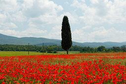 Zypresse und rote Mohnfelder, Mohn, Colle di Val d Elsa, Provinz Siena, Toskana, Italien, Europa