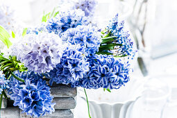 Lilac hyacinth blossoms and grape hyacinths in a decorative pot, Hamburg, Germany