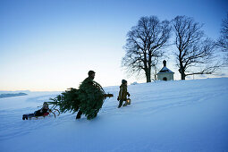 Father with two children carrying Christmas tree through snow, Degerndorf, Munsing, Upper Bavaria, Germany