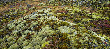 Moss covered landscape near Solheimajokull, South Iceland, Iceland