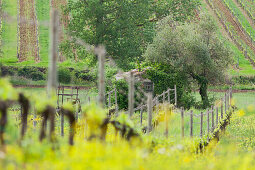 Olivenbaum, Weinbau, Castelnuovo dellabate, Toskana, Italien