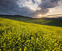 Rapsfeld mit den Gebirge im Abendlicht Pienza, Toskana, Italien