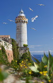 Möwen über den Leuchtturm am Forte Stella fliegend, Portoferraio, Elba, Toskana, Italien