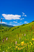 Field of flowers in spring, Krakautal, Styria, Austria