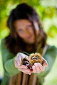 Young woman holding chestnuts in hands, Styria, Austria