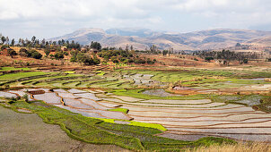 Rice terraces, paddyfields near Ambalavao, highlands, Madagascar, Africa