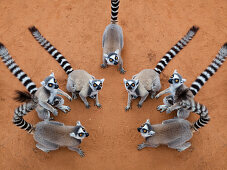 Ringtailed Lemurs Lemur catta, Berenty Reserve, South Madagascar, Africa, digital composing