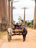 Ochsenkarren in Baobab-Allee bei Morondava, Adansonia grandidieri, Madagaskar, Afrika