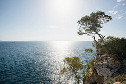 Pine trees and coastline near Cala Portals Vells, near Palma de Mallorca, Majorca, Spain