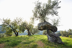 Old olive trees near Deia, Majorca, Spain
