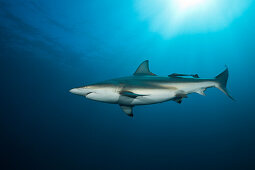 Blacktip Shark, Carcharhinus limbatus, Aliwal Shoal, Indian Ocean, South Africa