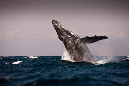 Springender Buckelwal, Megaptera novaeangliae, Indischer Ozean, Wild Coast, Suedafrika