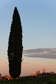 Zypresse und Geschlechtertürme von San Gimignano, Toskana, Italien