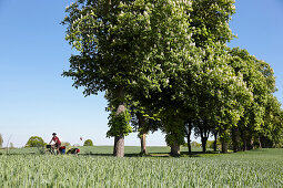 Fahrradfahrer fährt durch einen Allee, bei Boitzenburg, Uckermark, Brandenburg, Deutschland