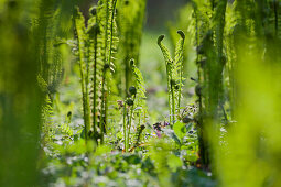 Young ferns in a forest, Upper Austria, Austria