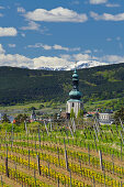 View towards Baden with vineyards, Baden bei Wien, Lower Austria, Austria