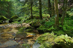 Giessenbach, Stillensteinklamm gorge, Grein an der Donau, Upper Austria, Austria