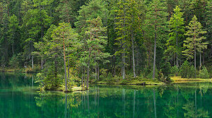 Trees along the shore of lake Fernsteinsee, Fernpass, Tyrol, Austria