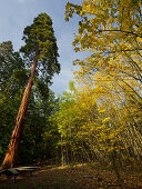 Mammoth trees, Dunkelsteiner Wald, Goettweig, Lower Austria, Austria