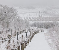 verschneite Weinberge bei Baden bei Wien, Thermenregion, Niederösterreich, Österreich