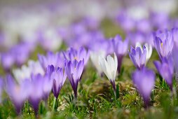 White and purple crocuses in blossom, Heuberg, Chiemgau range, Upper Bavaria, Bavaria, Germany