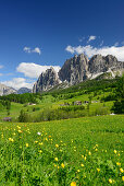Globeflowers in front of Pomagagnon range above Cortina, Cristallo range, Dolomites, UNESCO World Heritage Site Dolomites, Venetia, Italy