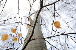 braune Buchenblätter hängen im Winter an einem zierlichen Ast, unscharfe Buchen im Nebel im Hintergrund, Mittelhessen, Hessen, Deutschland