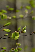frisches Buchengrün, zierlicher Zweig vor unscharfen Zweigen und Baumstämmen, Buchenwald im April, Mittelhessen, Hessen, Deutschland