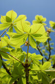 Young fresh chestnut tree leaves against a blue sky, Hesse, Germany