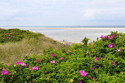 Dunes with roses, Rosa rugosa, Spiekeroog Island, National Park, North Sea, East Frisian Islands, East Frisia, Lower Saxony, Germany, Europe