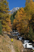 Junger Mann rennt auf einem Wanderweg im Zaytal, Nationalpark Stilfser Joch, Südtirol, Italien