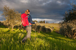 Junge Frau wandert durch einen Olivenhain, Val d Orcia, Toskana, Italien