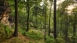 Junge Frau wandert im Wald, Nationalpark Sächsische Schweiz, Sachsen, Deutschland