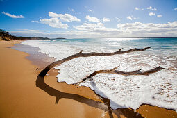 Driftwood at beach, Mornington Peninsula, Victoria, Australia