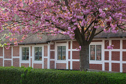 Flowering cherry in front of a half-timbered house, near Jork, Altes Land, Lower Saxony, Germany